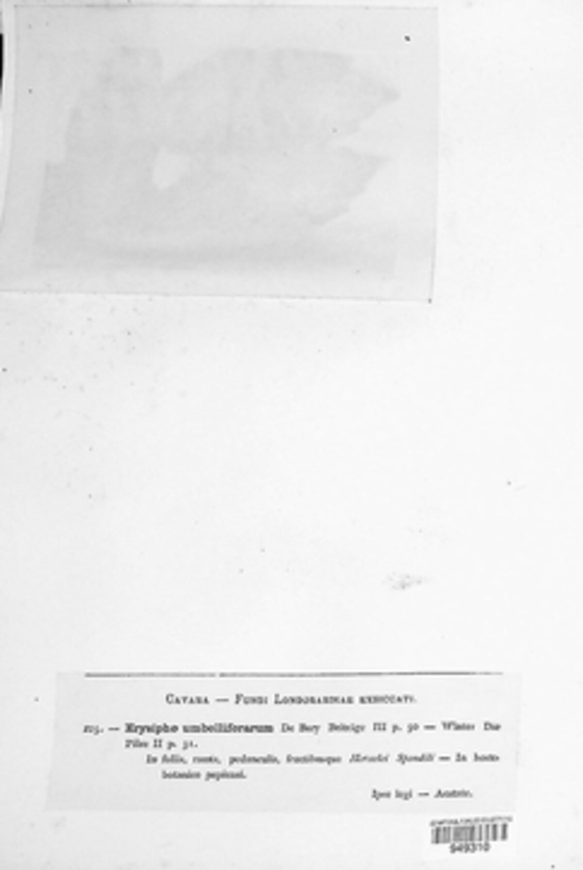 Erysiphe heraclei image